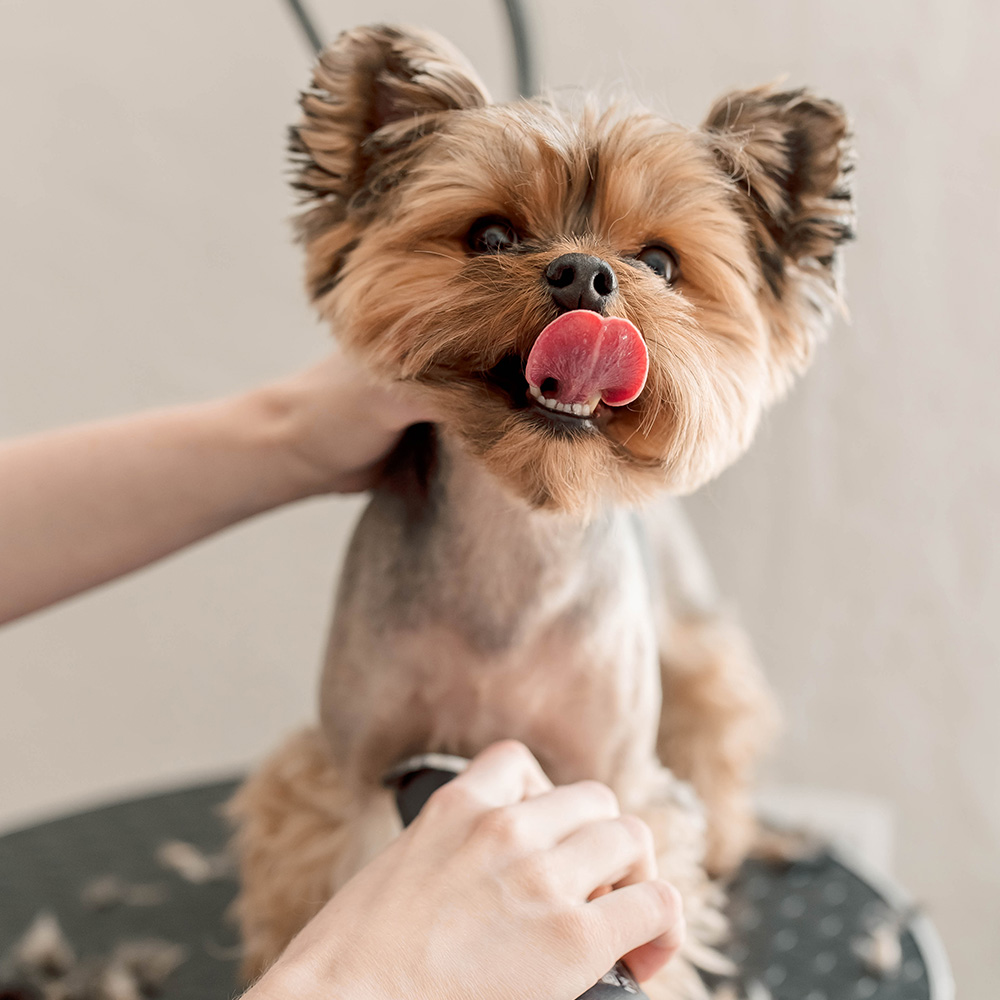 dog-hair-trim dog grooming
