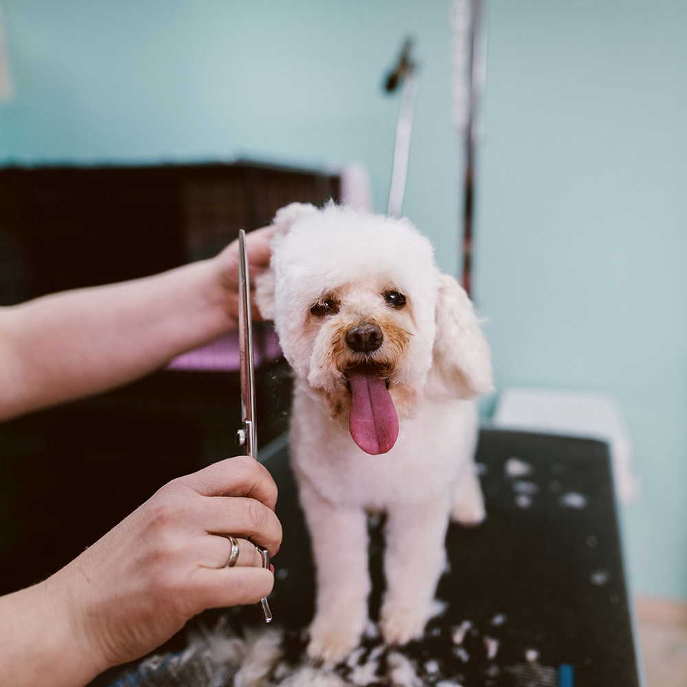 happy-dog-haircut white kitty cat